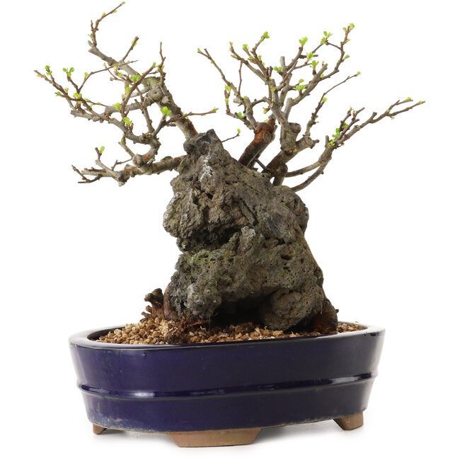 Chaenomeles speciosa, 21 cm, ± 25 años de edad