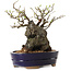 Chaenomeles speciosa, 21 cm, ± 25 ans