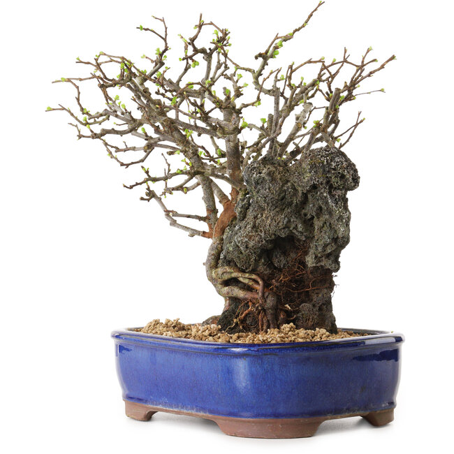 Chaenomeles speciosa, 31 cm, ± 25 ans