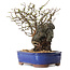 Chaenomeles speciosa, 31 cm, ± 25 ans