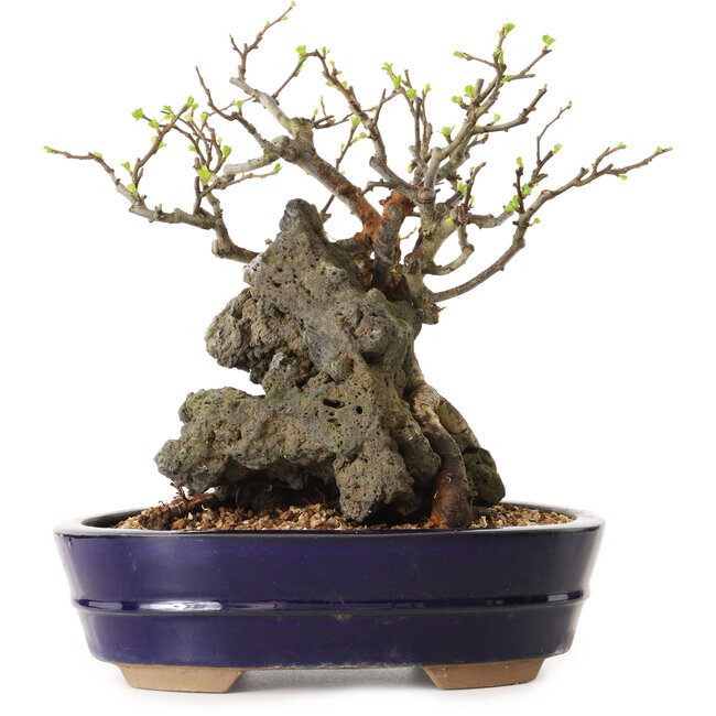 Chaenomeles speciosa, 21 cm, ± 25 Jahre alt