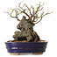 Chaenomeles speciosa, 21 cm, ± 25 ans