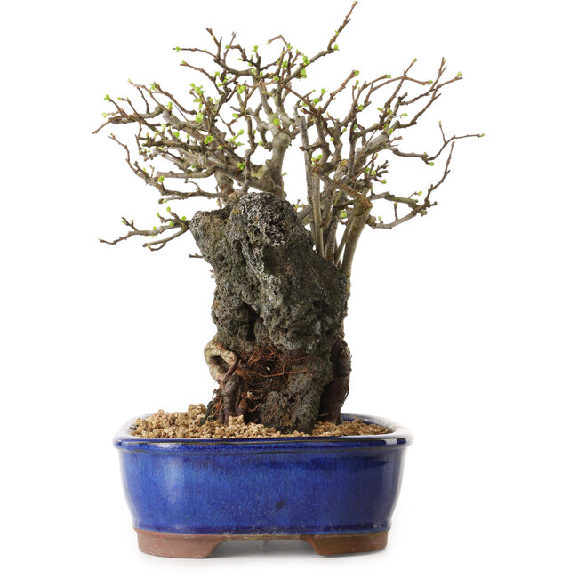 Chaenomeles speciosa, 31 cm, ± 25 ans