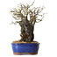 Chaenomeles speciosa, 31 cm, ± 25 ans