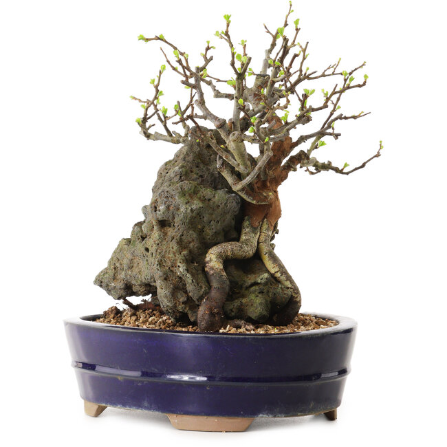 Chaenomeles speciosa, 21 cm, ± 25 ans