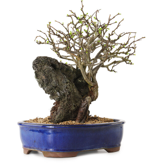Chaenomeles speciosa, 31 cm, ± 25 ans