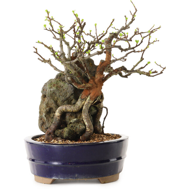 Chaenomeles speciosa, 21 cm, ± 25 ans