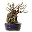 Chaenomeles speciosa, 21 cm, ± 25 ans