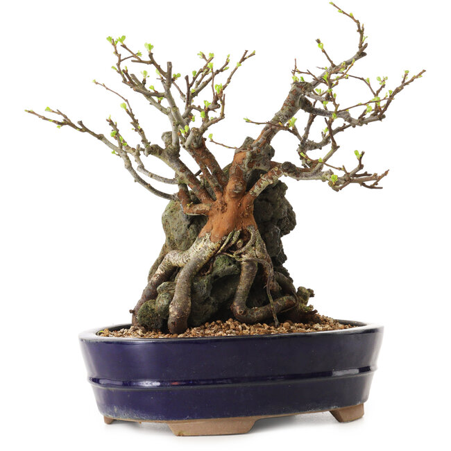 Chaenomeles speciosa, 21 cm, ± 25 ans