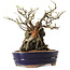 Chaenomeles speciosa, 21 cm, ± 25 ans