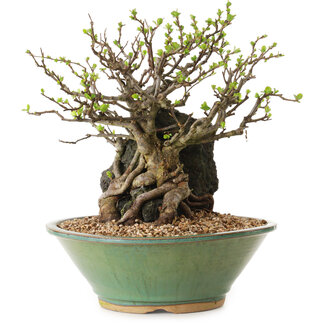 Chaenomeles speciosa, 26 cm, ± 25 anni