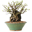 Chaenomeles speciosa, 26 cm, ± 25 Jahre alt