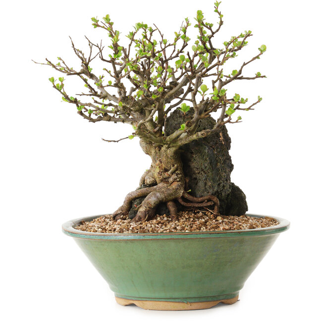 Chaenomeles speciosa, 26 cm, ± 25 jaar oud