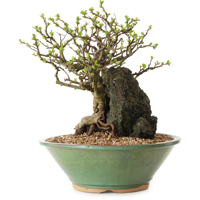 Chaenomeles speciosa, 26 cm, ± 25 Jahre alt