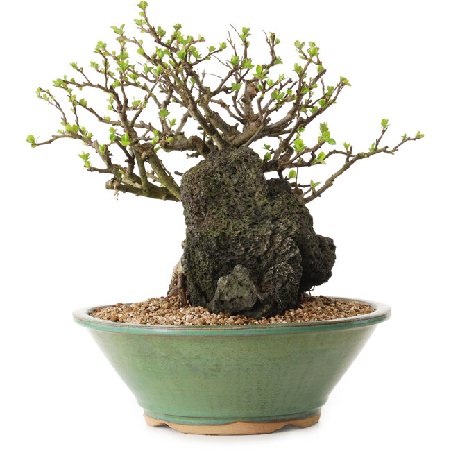 Chaenomeles speciosa, 26 cm, ± 25 jaar oud