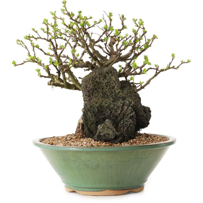 Chaenomeles speciosa, 26 cm, ± 25 years old