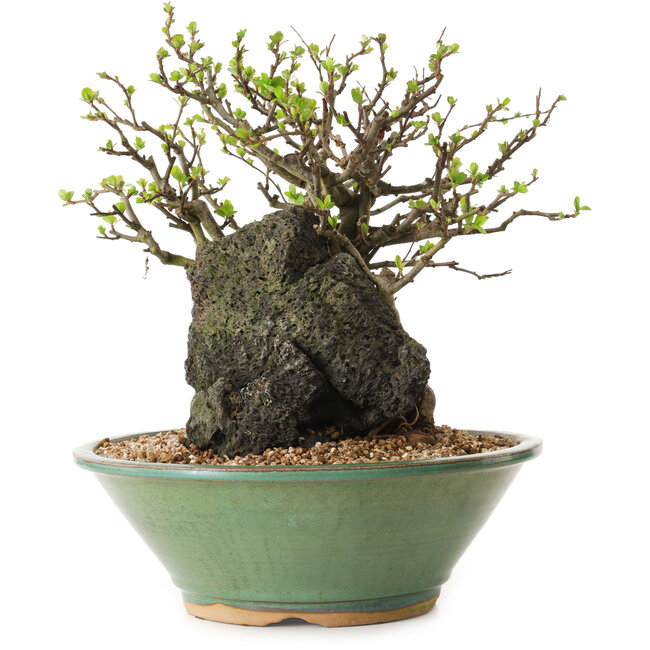 Chaenomeles speciosa, 26 cm, ± 25 anni