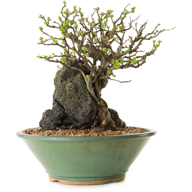 Chaenomeles speciosa, 26 cm, ± 25 Jahre alt