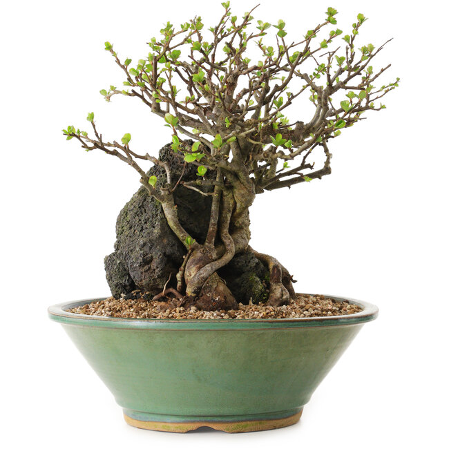 Chaenomeles speciosa, 26 cm, ± 25 jaar oud