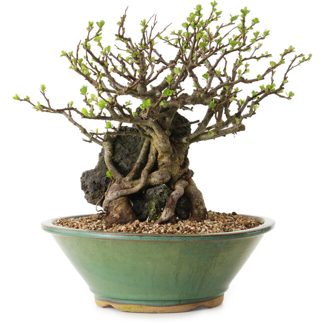 Chaenomeles speciosa, 26 cm, ± 25 anni