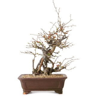 Chaenomeles speciosa, 41 cm, ± 25 jaar oud