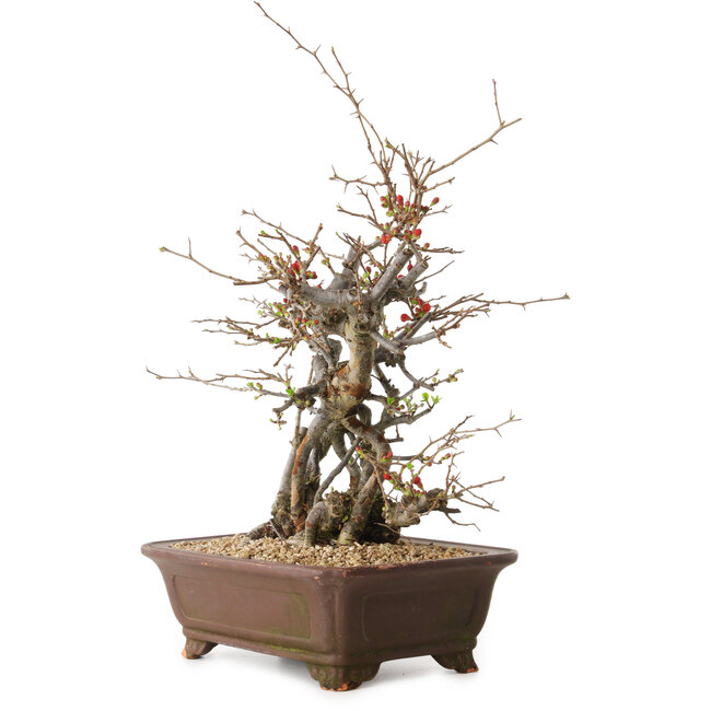 Chaenomeles speciosa, 41 cm, ± 25 ans