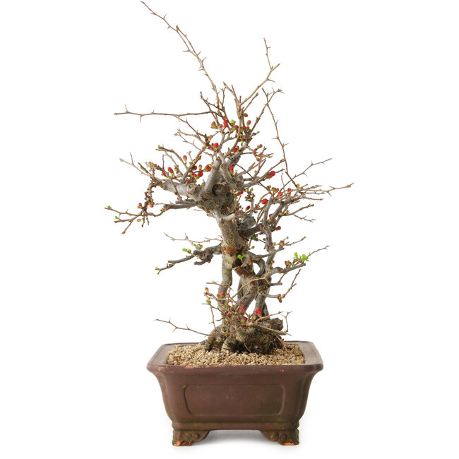 Chaenomeles speciosa, 41 cm, ± 25 years old