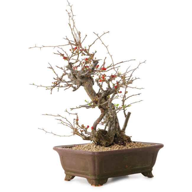 Chaenomeles speciosa, 41 cm, ± 25 Jahre alt