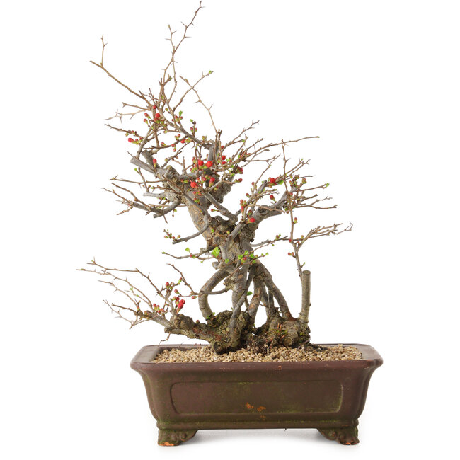 Chaenomeles speciosa, 41 cm, ± 25 años de edad