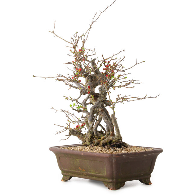 Chaenomeles speciosa, 41 cm, ± 25 years old