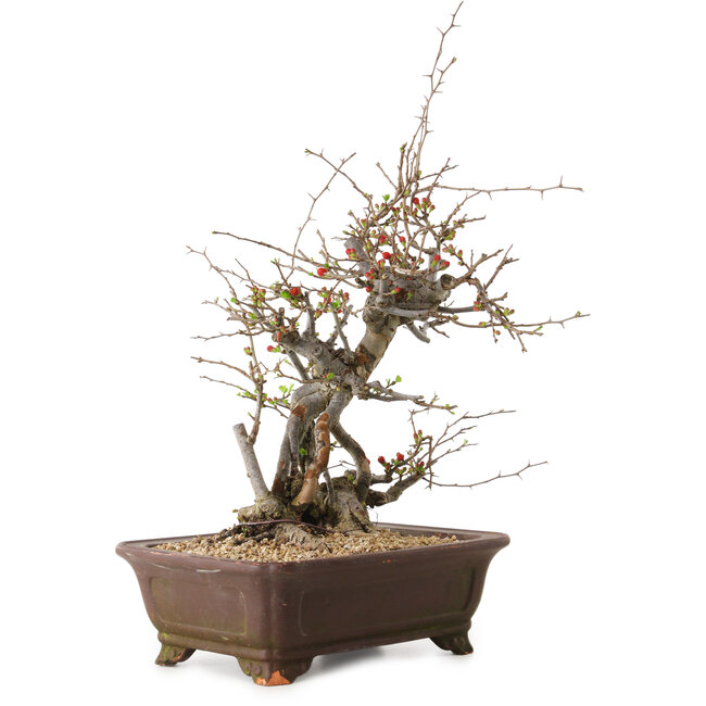 Chaenomeles speciosa, 41 cm, ± 25 Jahre alt