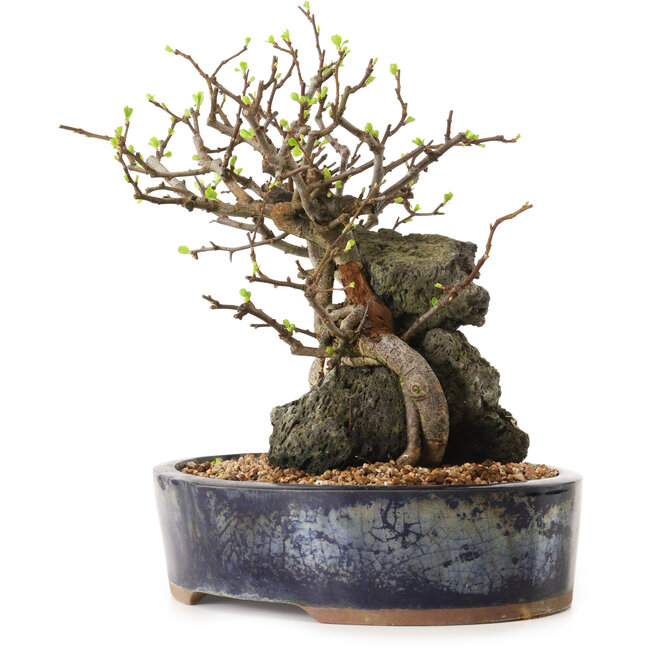 Chaenomeles speciosa, 27 cm, ± 25 years old