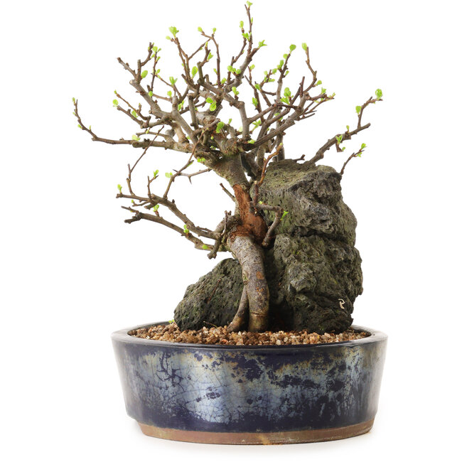 Chaenomeles speciosa, 27 cm, ± 25 anni