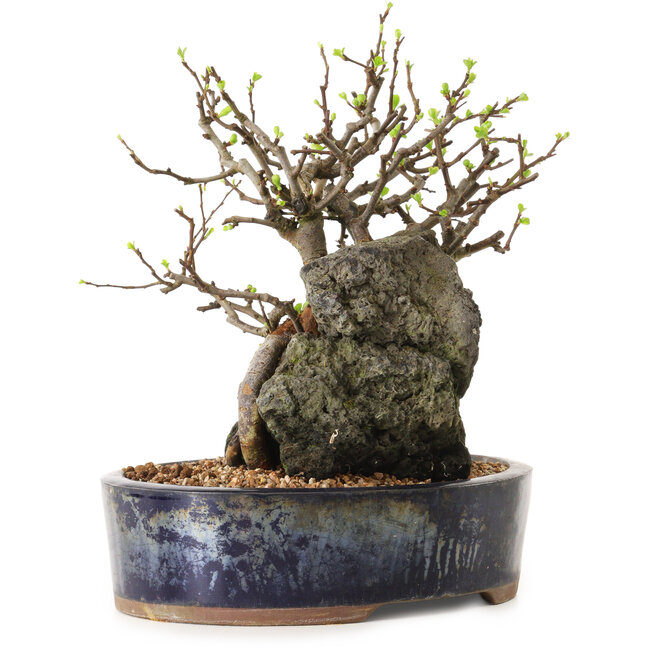 Chaenomeles speciosa, 27 cm, ± 25 ans