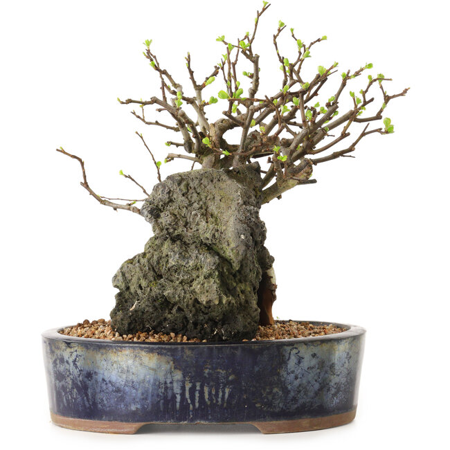 Chaenomeles speciosa, 27 cm, ± 25 años de edad