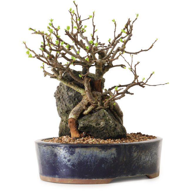 Chaenomeles speciosa, 27 cm, ± 25 Jahre alt