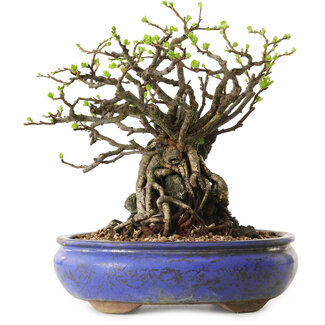 Chaenomeles speciosa, 25 cm, ± 25 Jahre alt