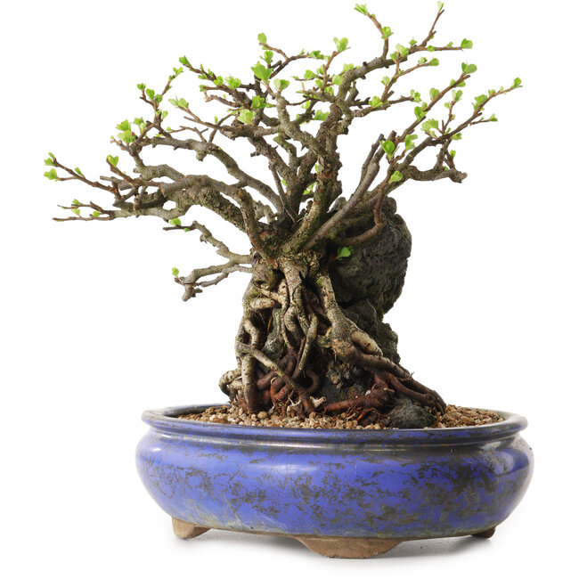 Chaenomeles speciosa, 25 cm, ± 25 jaar oud