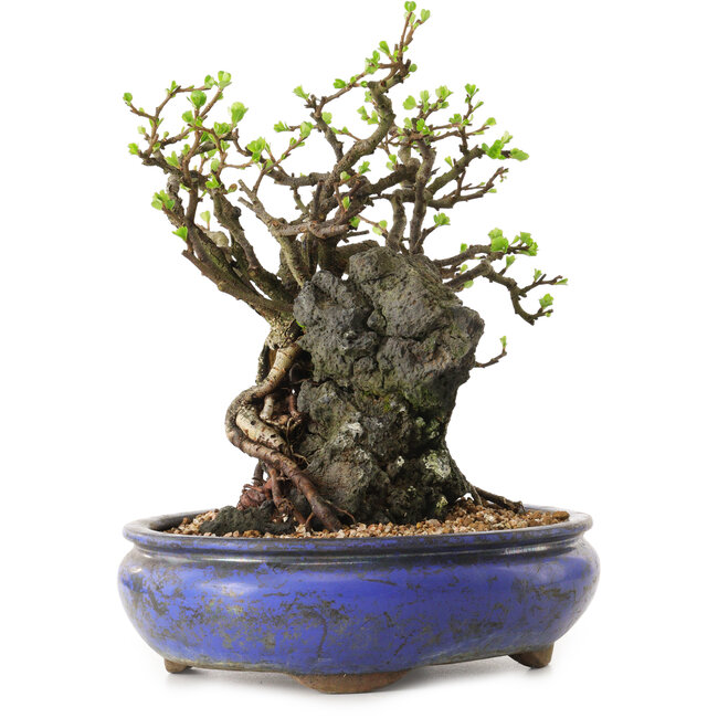 Chaenomeles speciosa, 25 cm, ± 25 anni