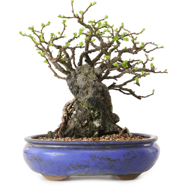 Chaenomeles speciosa, 25 cm, ± 25 años de edad