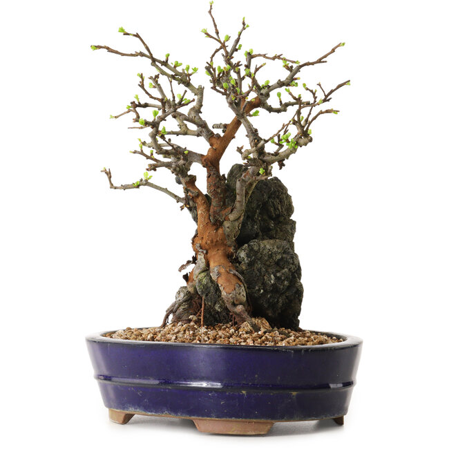 Chaenomeles speciosa, 31 cm, ± 25 Jahre alt