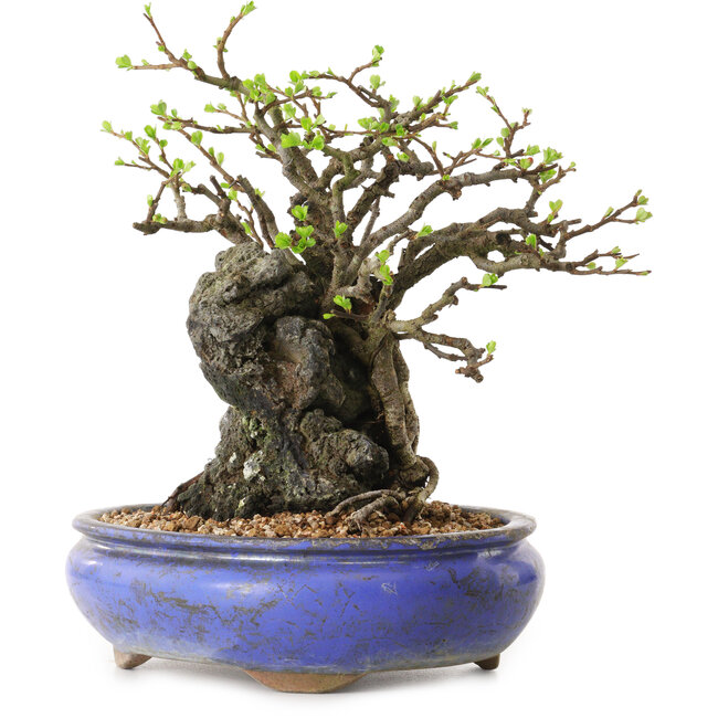 Chaenomeles speciosa, 25 cm, ± 25 años de edad