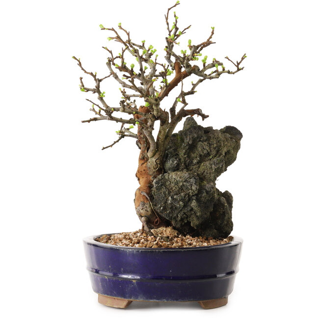 Chaenomeles speciosa, 31 cm, ± 25 jaar oud