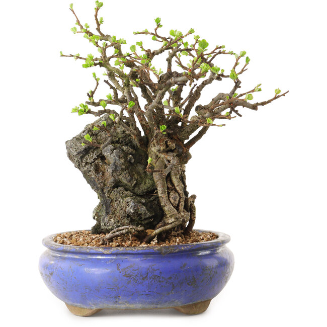 Chaenomeles speciosa, 25 cm, ± 25 ans