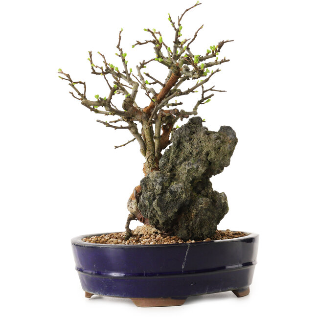 Chaenomeles speciosa, 31 cm, ± 25 jaar oud