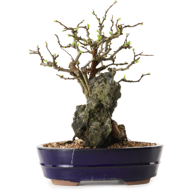 Chaenomeles speciosa, 31 cm, ± 25 años de edad