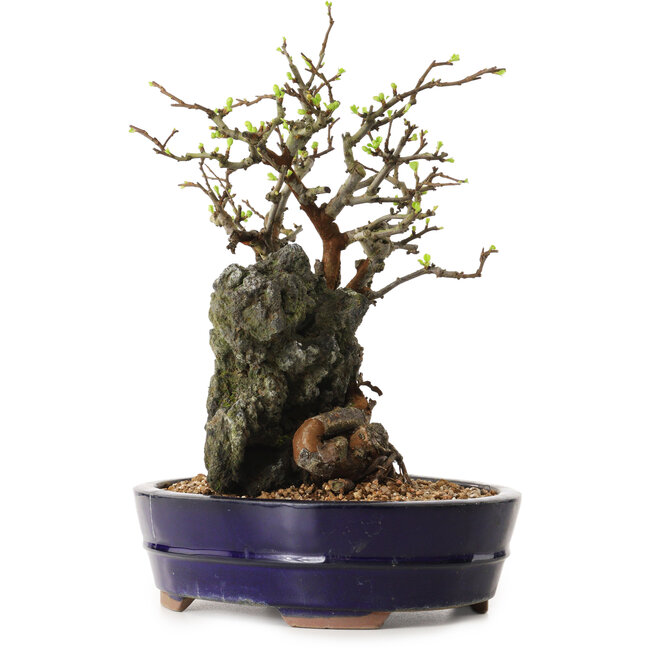 Chaenomeles speciosa, 31 cm, ± 25 years old