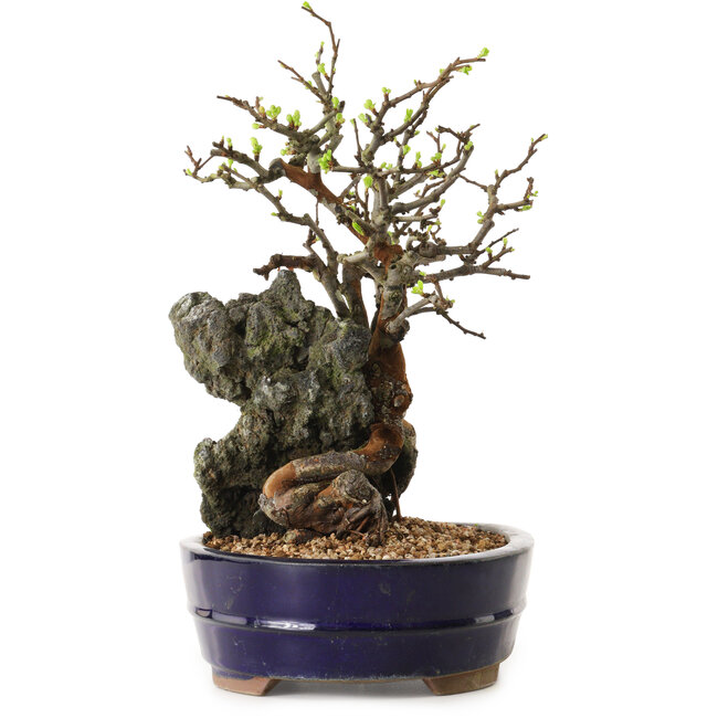 Chaenomeles speciosa, 31 cm, ± 25 anni