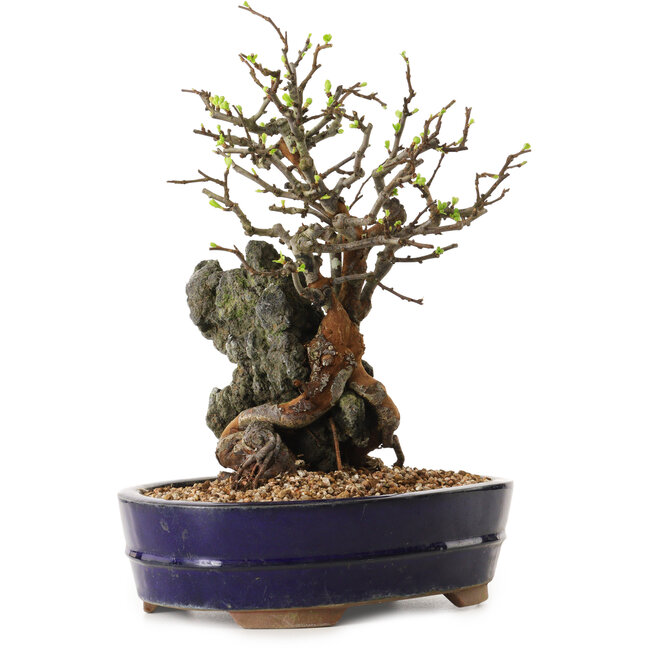 Chaenomeles speciosa, 31 cm, ± 25 anni