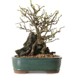 Chaenomeles speciosa, 28 cm, ± 25 anni